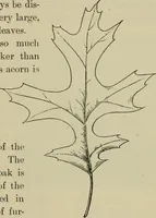 An illustration from Elementary woodworking (1903)