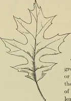An illustration from Elementary woodworking (1903)