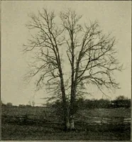 An illustration from Elementary woodworking (1903)