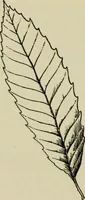 An illustration from Elementary woodworking (1903)