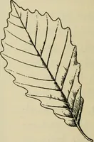 An illustration from Elementary woodworking (1903)