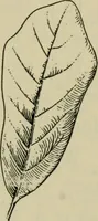 An illustration from Elementary woodworking (1903)