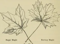 An illustration from Elementary woodworking (1903)