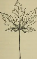 Picture 63 of 112 from Elementary woodworking (1903), leaf 88