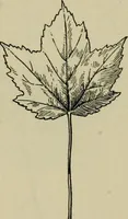 Picture 64 of 112 from Elementary woodworking (1903), leaf 88