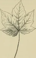An illustration from Elementary woodworking (1903)