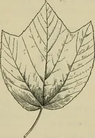 Picture 66 of 112 from Elementary woodworking (1903), leaf 90