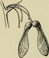 Picture 67 of 112 from Elementary woodworking (1903), leaf 91
