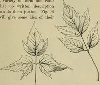Picture 68 of 112 from Elementary woodworking (1903), leaf 92