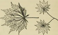 An illustration from Elementary woodworking (1903)