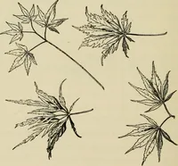 An illustration from Elementary woodworking (1903)