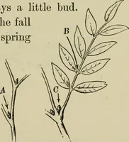 Picture 71 of 112 from Elementary woodworking (1903), leaf 94