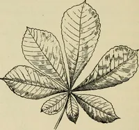 An illustration from Elementary woodworking (1903)