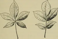 An illustration from Elementary woodworking (1903)