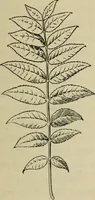 An illustration from Elementary woodworking (1903)