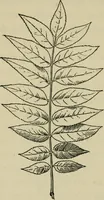 An illustration from Elementary woodworking (1903)