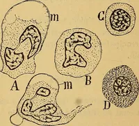 An illustration from Elementos de histología normal y de téchnica micrografica para uso de estudiantes (1897)