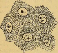 An illustration from Elementos de histología normal y de téchnica micrografica para uso de estudiantes (1897)