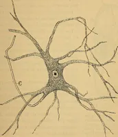 An illustration from Elementos de histología normal y de téchnica micrografica para uso de estudiantes (1897)