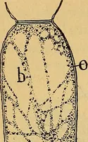 An illustration from Elementos de histología normal y de téchnica micrografica para uso de estudiantes (1897)