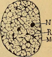 An illustration from Elementos de histología normal y de téchnica micrografica para uso de estudiantes (1897)