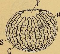 An illustration from Elementos de histología normal y de téchnica micrografica para uso de estudiantes (1897)