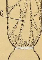 An illustration from Elementos de histología normal y de téchnica micrografica para uso de estudiantes (1897)