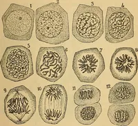 An illustration from Elementos de histología normal y de téchnica micrografica para uso de estudiantes (1897)