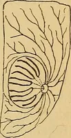 An illustration from Elementos de histología normal y de téchnica micrografica para uso de estudiantes (1897)