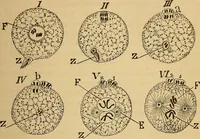 An illustration from Elementos de histología normal y de téchnica micrografica para uso de estudiantes (1897)