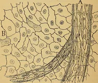 An illustration from Elementos de histología normal y de téchnica micrografica para uso de estudiantes (1897)