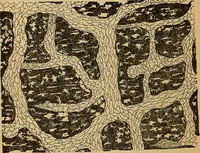An illustration from Elementos de histología normal y de téchnica micrografica para uso de estudiantes (1897)