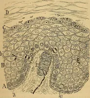 An illustration from Elementos de histología normal y de téchnica micrografica para uso de estudiantes (1897)