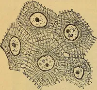 An illustration from Elementos de histología normal y de téchnica micrografica para uso de estudiantes (1897)