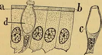 An illustration from Elementos de histología normal y de téchnica micrografica para uso de estudiantes (1897)