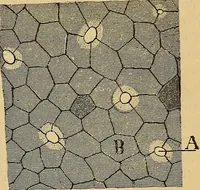 An illustration from Elementos de histología normal y de téchnica micrografica para uso de estudiantes (1897)