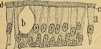 An illustration from Elementos de histología normal y de téchnica micrografica para uso de estudiantes (1897)