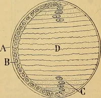 An illustration from Elementos de histología normal y de téchnica micrografica para uso de estudiantes (1897)