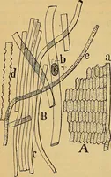 An illustration from Elementos de histología normal y de téchnica micrografica para uso de estudiantes (1897)