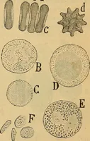 An illustration from Elementos de histología normal y de téchnica micrografica para uso de estudiantes (1897)
