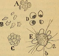 An illustration from Elementos de histología normal y de téchnica micrografica para uso de estudiantes (1897)