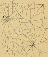 An illustration from Elementos de histología normal y de téchnica micrografica para uso de estudiantes (1897)