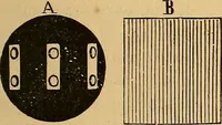 An illustration from Elementos de histología normal y de téchnica micrografica para uso de estudiantes (1897)