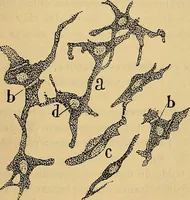 An illustration from Elementos de histología normal y de téchnica micrografica para uso de estudiantes (1897)