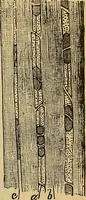 An illustration from Elementos de histología normal y de téchnica micrografica para uso de estudiantes (1897)