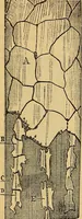 An illustration from Elementos de histología normal y de téchnica micrografica para uso de estudiantes (1897)