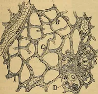 An illustration from Elementos de histología normal y de téchnica micrografica para uso de estudiantes (1897)