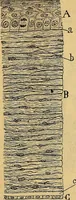 An illustration from Elementos de histología normal y de téchnica micrografica para uso de estudiantes (1897)