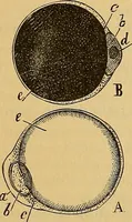 An illustration from Elementos de histología normal y de téchnica micrografica para uso de estudiantes (1897)
