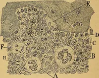 An illustration from Elementos de histología normal y de téchnica micrografica para uso de estudiantes (1897)